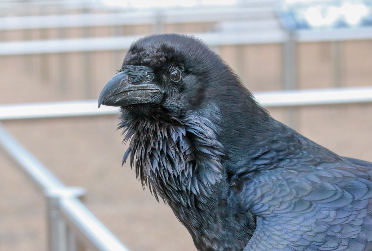 Neil Burgum tweet media