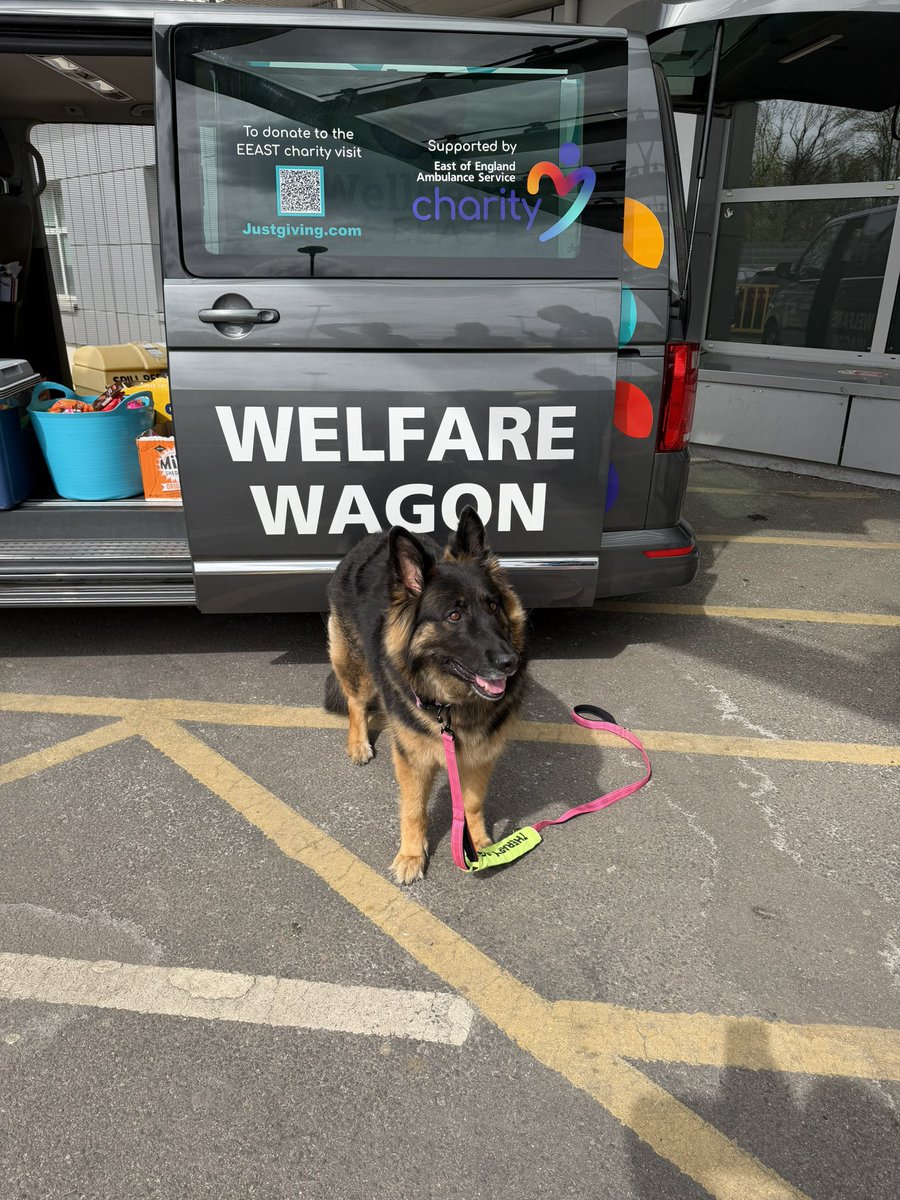 Chappers 🐾🐝 🙋♀️ tweet media