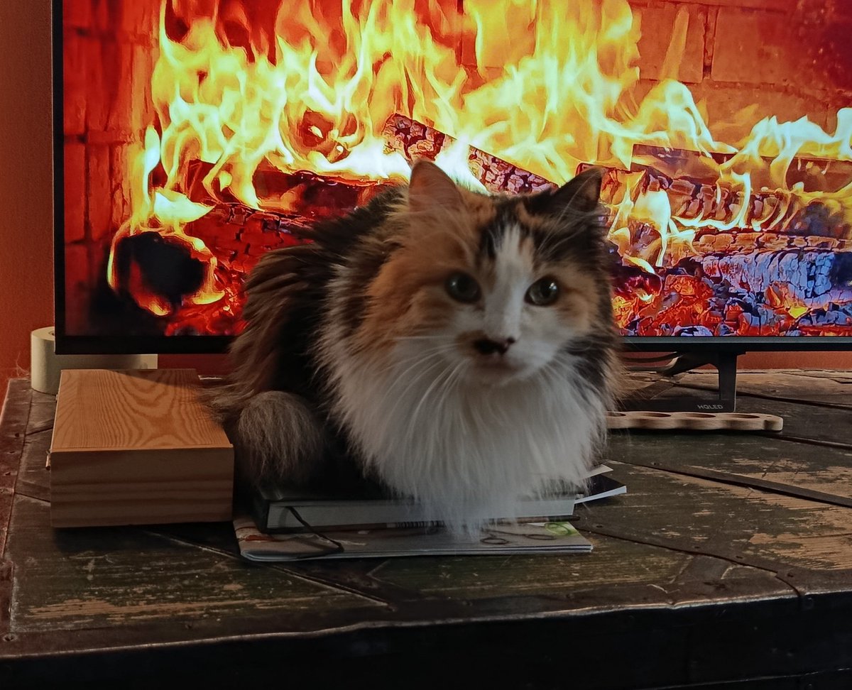 Alaerinna's tweet photo. @andy00000radom Кошобчку зовут Ася, и я зову её Ася. Серый кот называется Винсент Серое Облако, но я зову его Кот (кот-кот-кот). 😅 А ещё они отлично подзываются на "коты". https://t.co/f4oMVvzjho