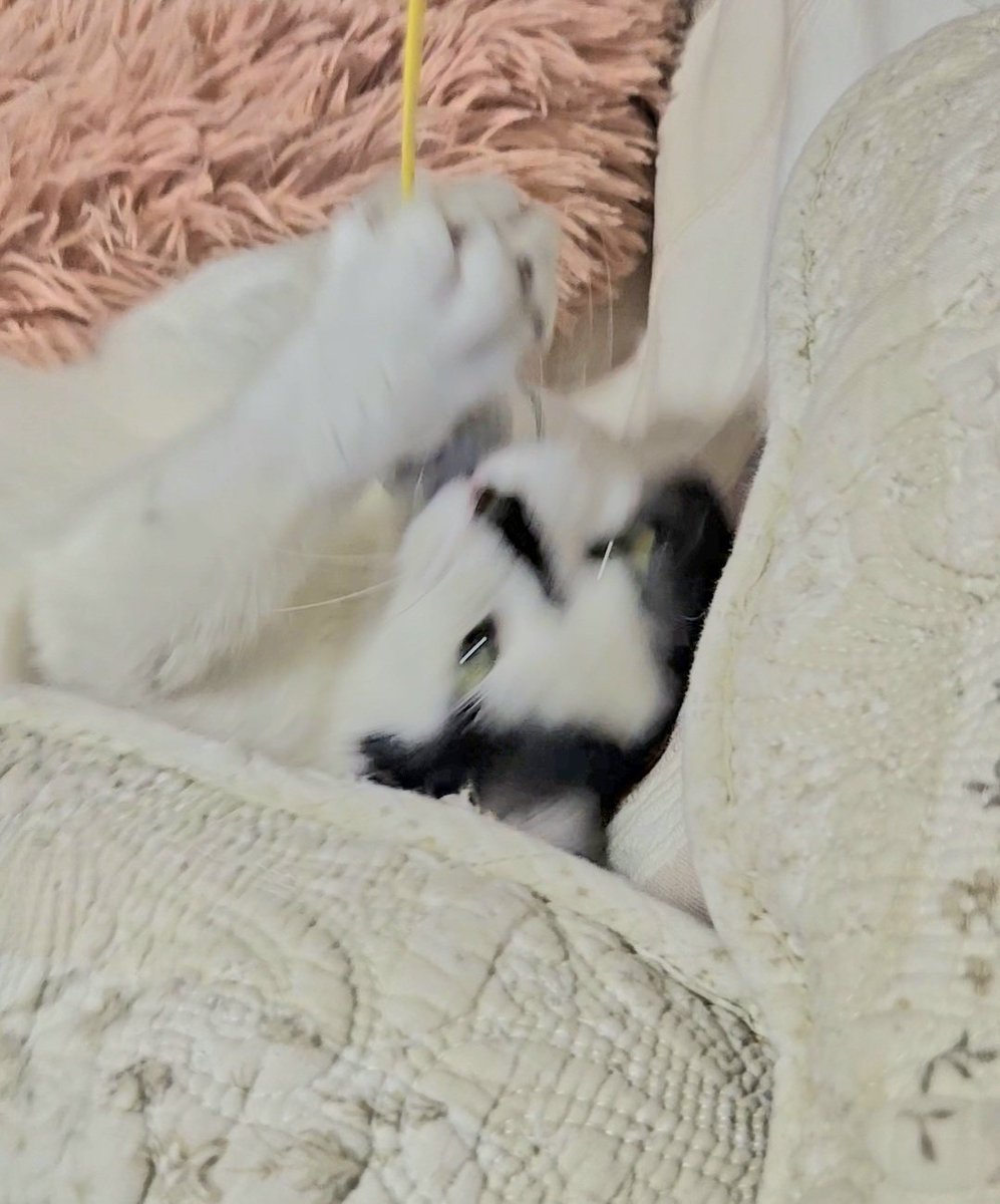 きりこ tweet media