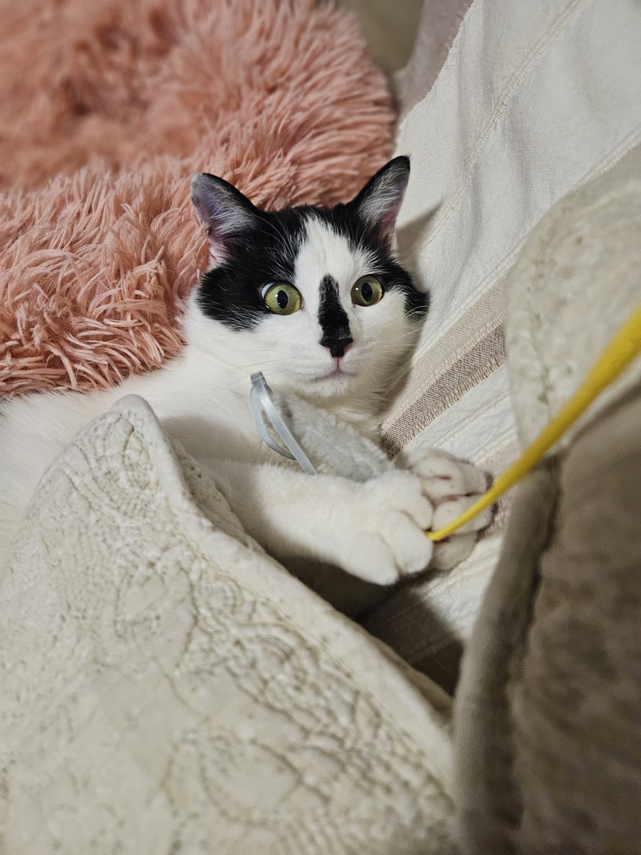 きりこ tweet media