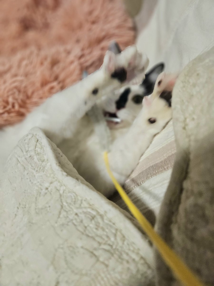 きりこ tweet media