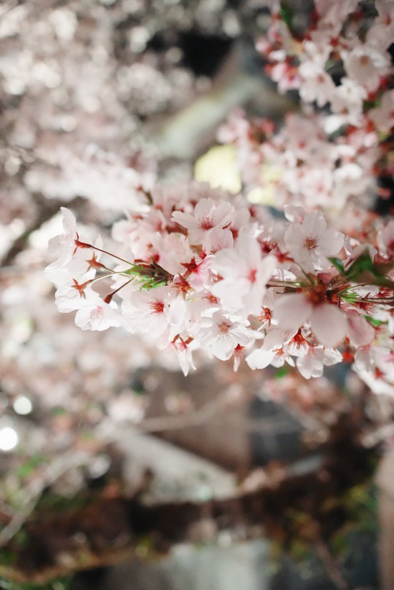 KID220727's tweet photo. 夜桜行って来た！ https://t.co/Eg8yqlhfIP