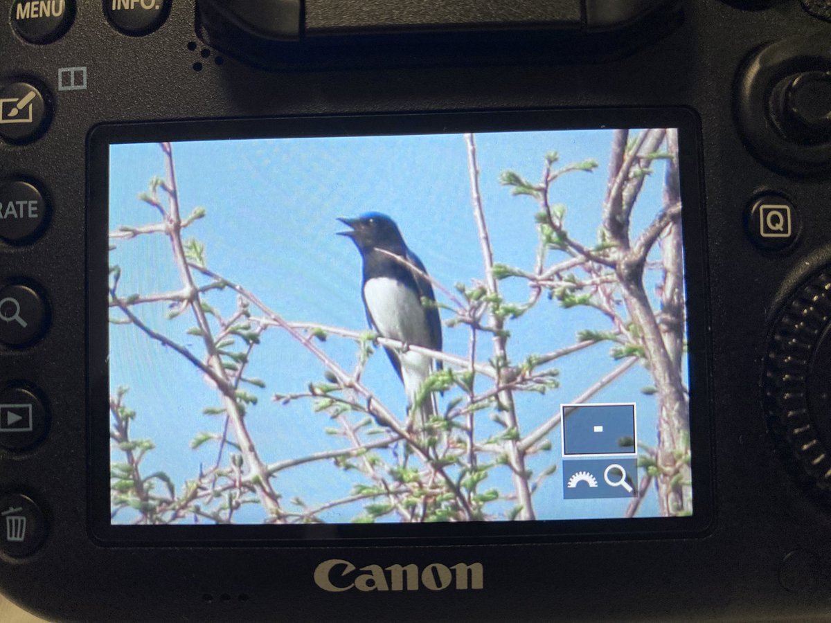 NNT_birder's tweet photo. 4/11 オオルリ
ついに神奈川県東部にもオオルリ飛来！

#オオルリ https://t.co/mscMizibAv