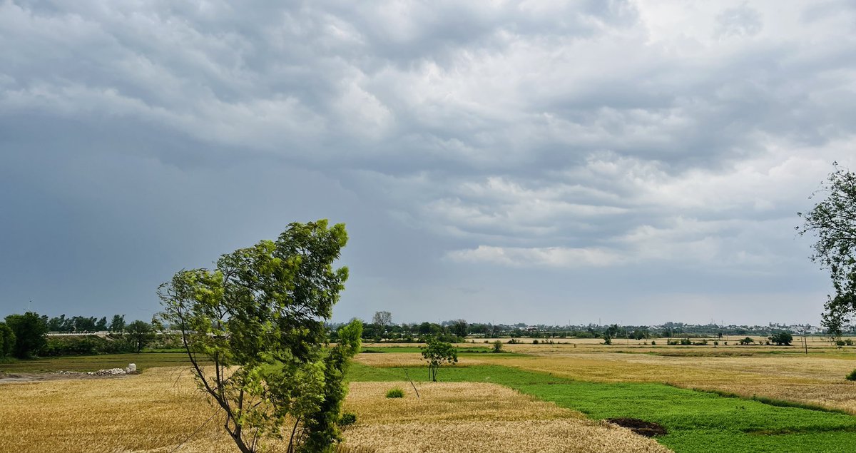 Himalayan Scorpion🦂 tweet media