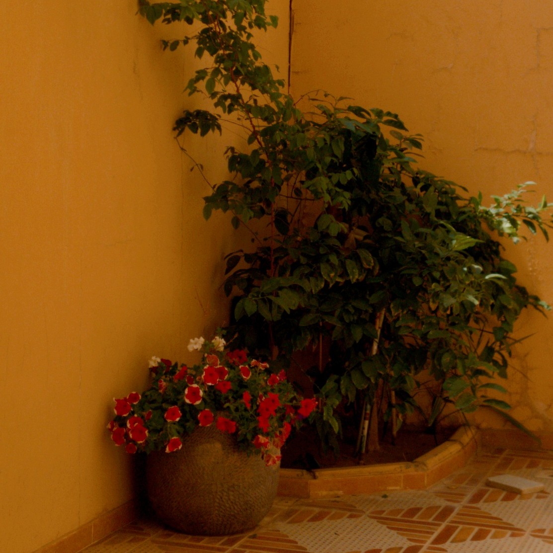 📷📱|• مُهند tweet media