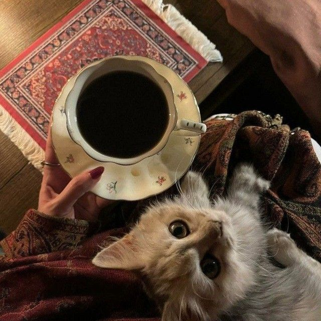 𓂃 ࣪˖ ִֶָ𐀔 tu𝘤𝘢 tweet media