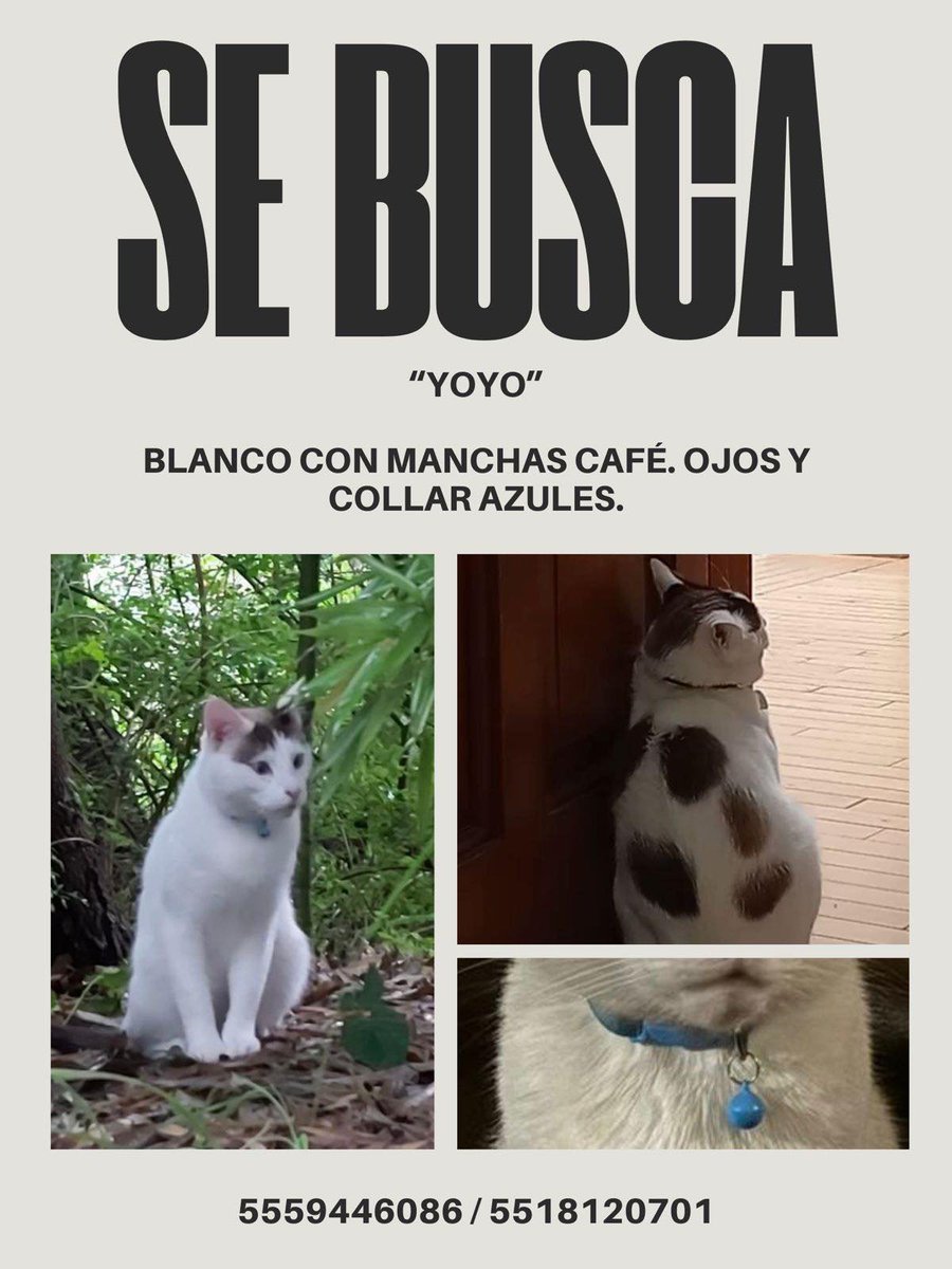 UH Plateros tweet media