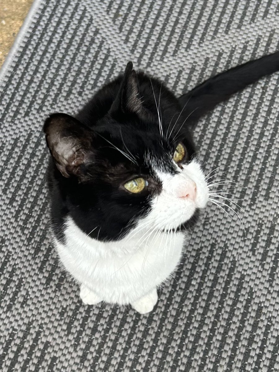 davidsupercat's tweet image. Here’s our updated gift list, if you would like to take a look 😸 C... amazon.co.uk/registries/gl/… #Amazon