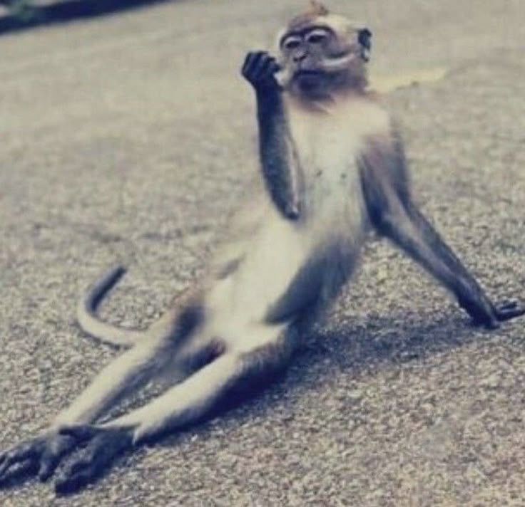 bibi ⊙⊝⊜ 🪭 tweet media