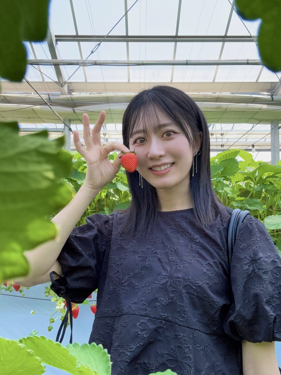 a_shimabukuro's tweet image. いちご愛が募って
いちご狩り行ってきました🫶🏻🍓
いちごの葉がフレームみたいになった😳

#いちご狩り #苺 #strawberry