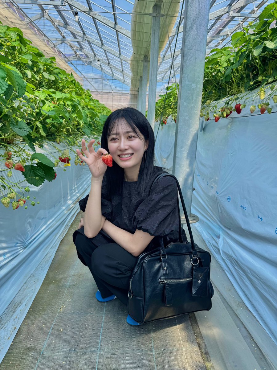 a_shimabukuro's tweet image. いちご愛が募って
いちご狩り行ってきました🫶🏻🍓
いちごの葉がフレームみたいになった😳

#いちご狩り #苺 #strawberry