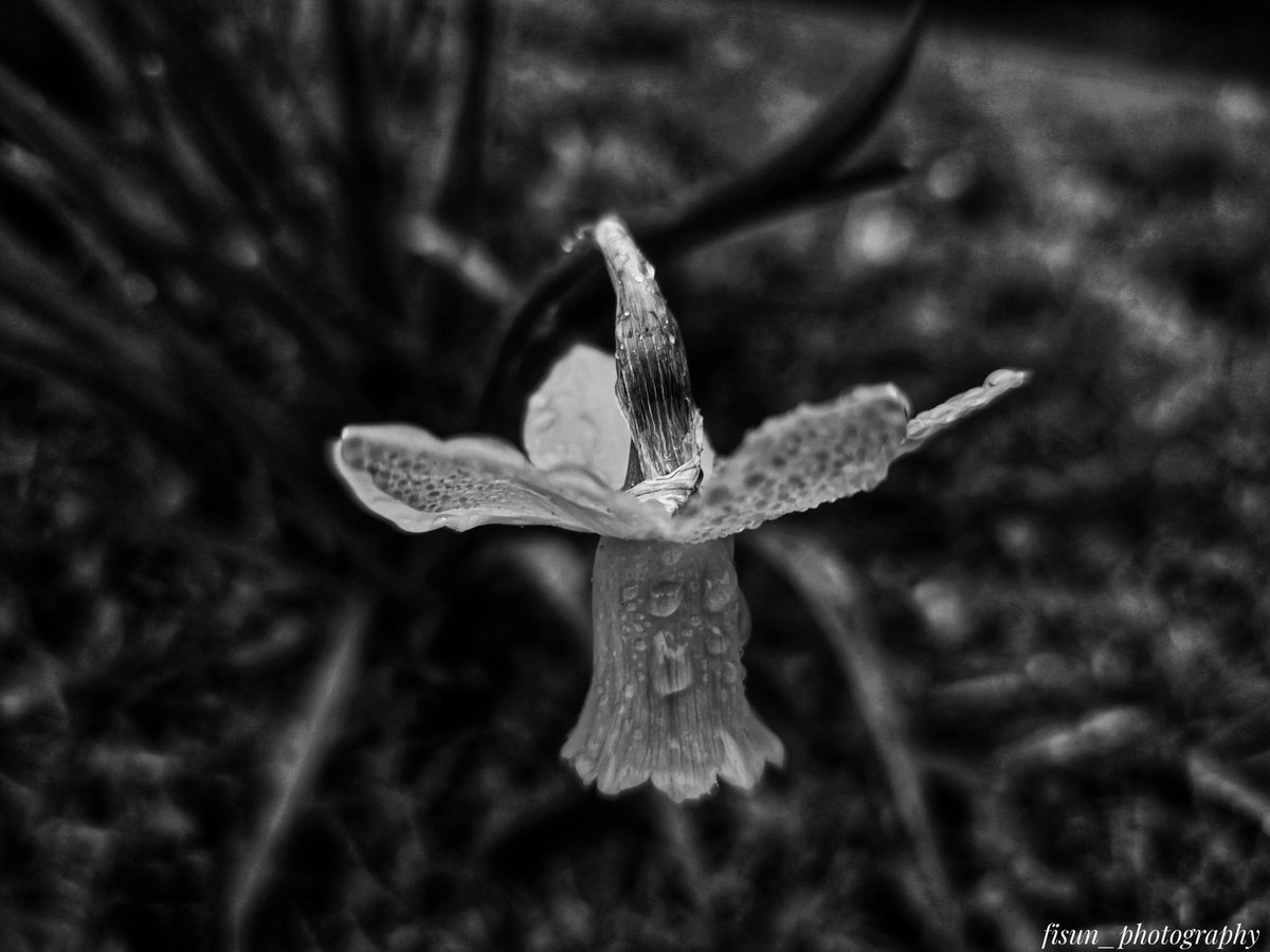 fisunphotograp1's tweet image. #photo
#foto