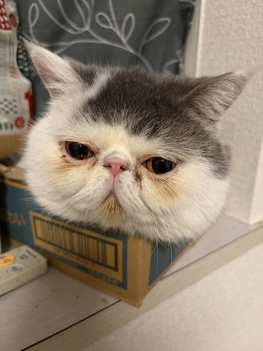 ゆたこ tweet media