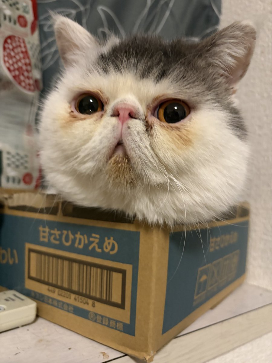 ゆたこ tweet media