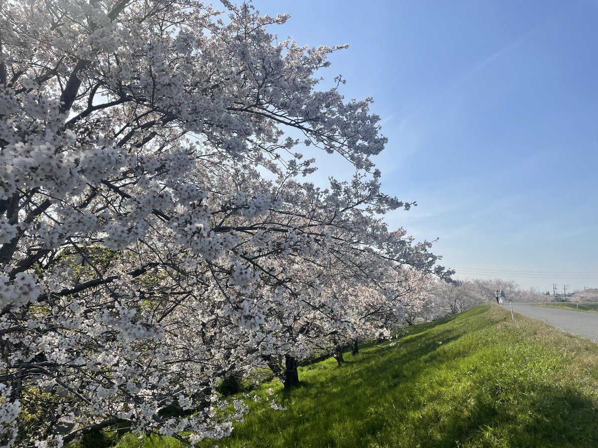 tejima_yuri_'s tweet photo. 岡崎って、ふとしたところに桜がたくさんあって好き。です。 https://t.co/qkwEErkEpZ