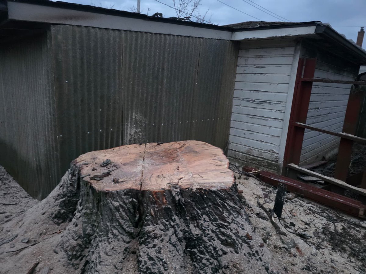 kdtreesyracuse's tweet image. From towering hazard to a clean, safe yard ✅
This tree removal took skill, planning, and the right team to get it done without a problem.
That’s what KD Tree Service delivers every time.
📞 315-902-1222
#SupportLocal #SmallBusiness #TreeCutting #TreeWork #Arborist #TreeExperts