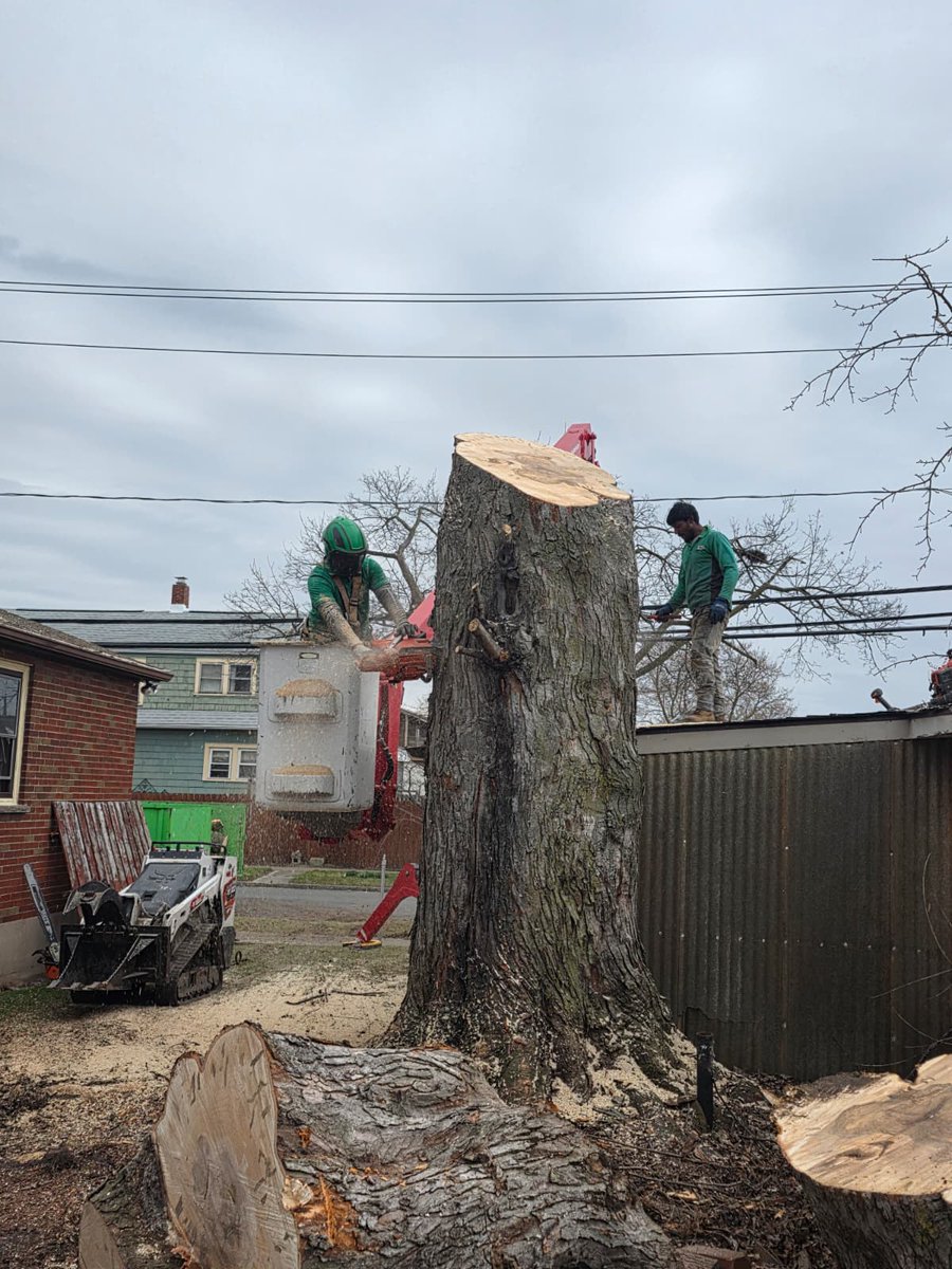kdtreesyracuse's tweet image. From towering hazard to a clean, safe yard ✅
This tree removal took skill, planning, and the right team to get it done without a problem.
That’s what KD Tree Service delivers every time.
📞 315-902-1222
#SupportLocal #SmallBusiness #TreeCutting #TreeWork #Arborist #TreeExperts