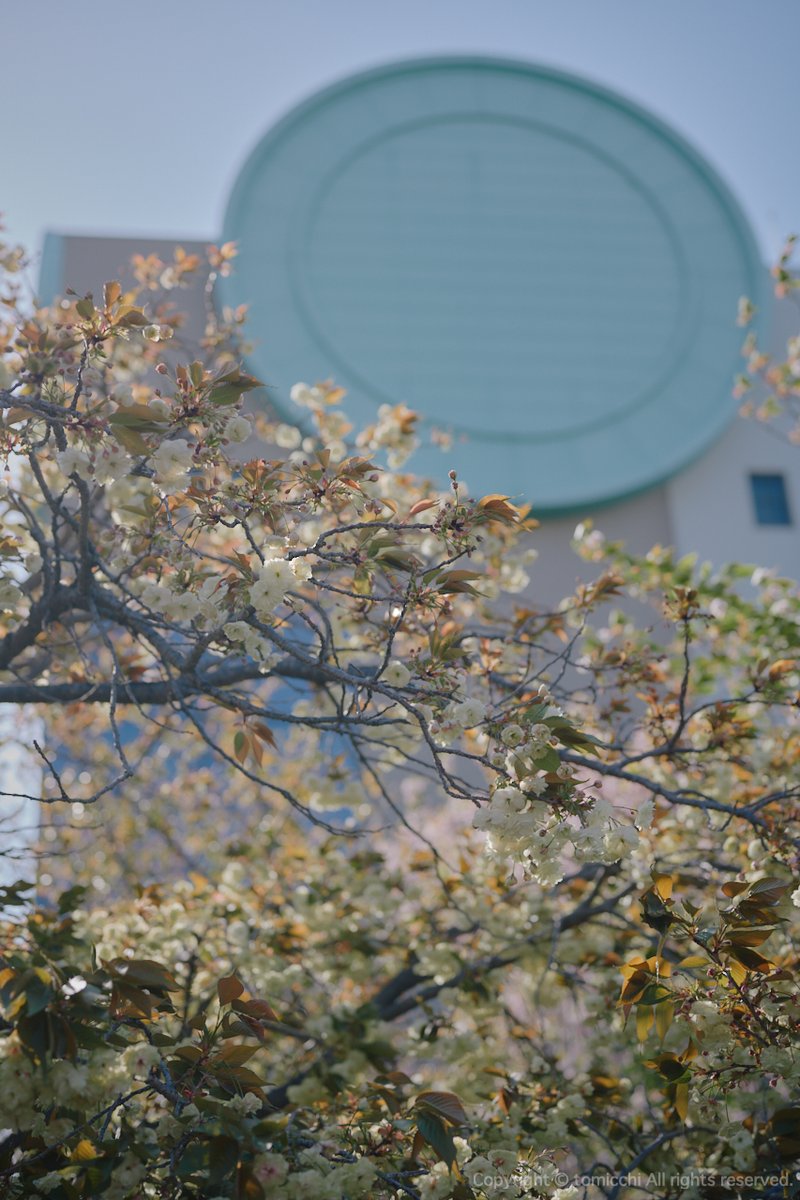 tomicchi1293's tweet image. 今年も無事に通り抜ける

Nikon Z7 Z50mm F1.8S
 #Osaka #造幣局桜の通り抜け