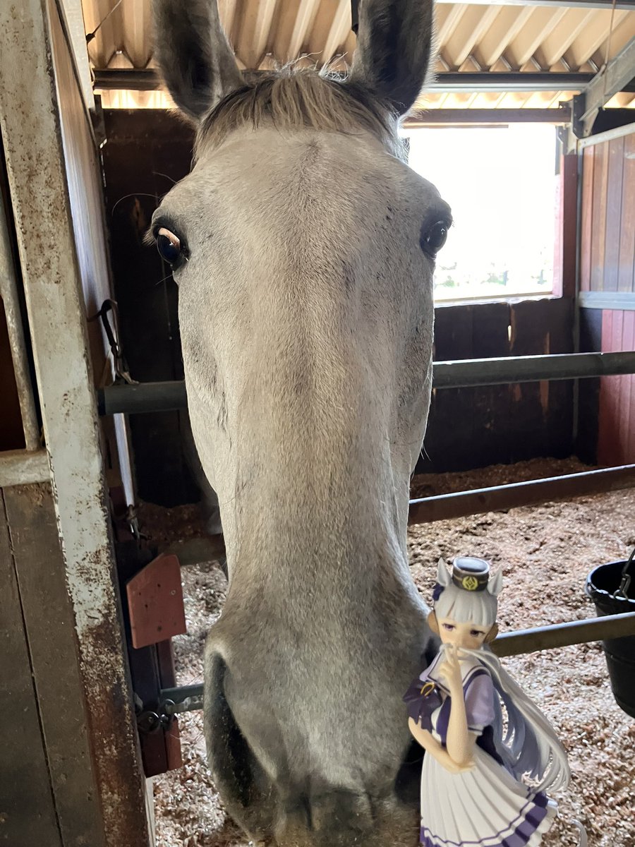 すあま@愛馬ルミといっしょ tweet media