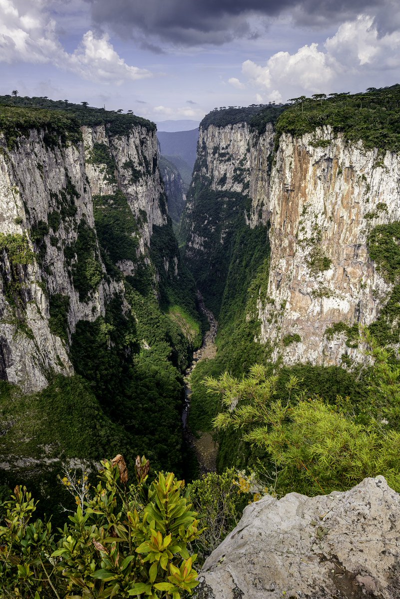 quibi xinha tweet media