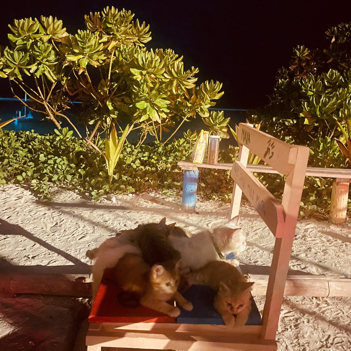 Mayan ☯️ tweet media