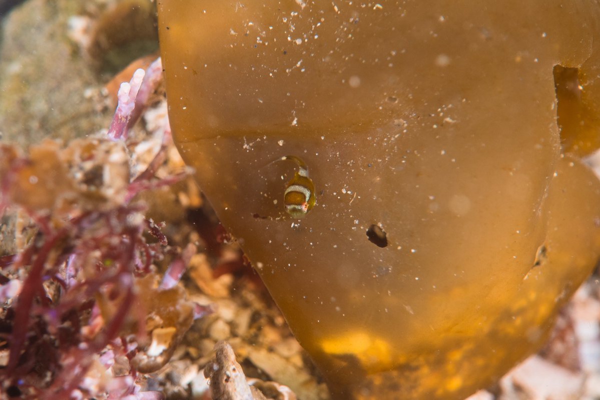 Masaki.S tweet media