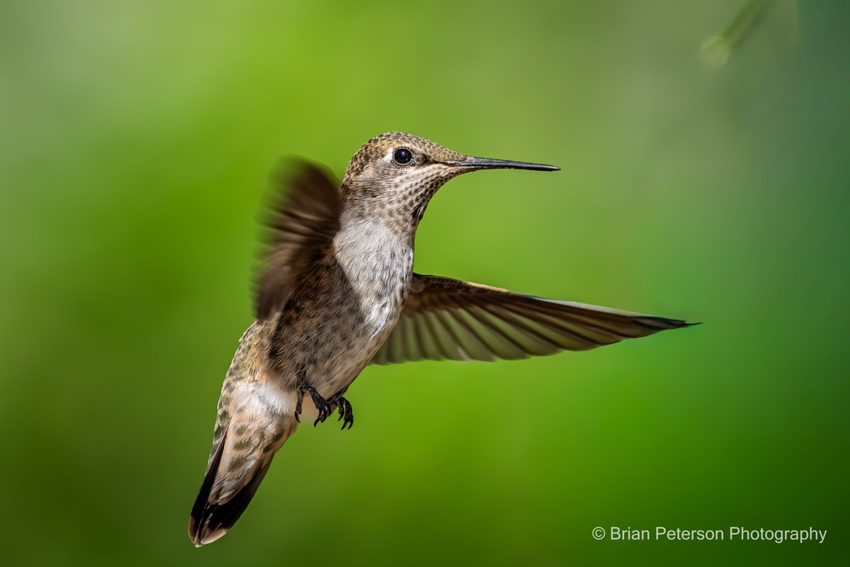 Dr_Brian_Pet's tweet image. #Elon 
#Grok 
#AI 
Anyway, it's a hummingbird 
edited with #Lightroom tools