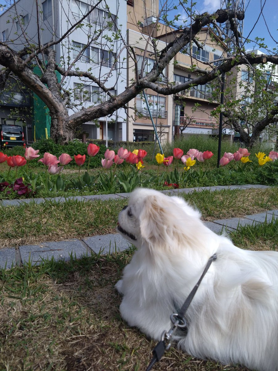 🐾ペキニーズのぽん🐾 tweet media