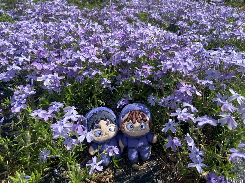 pal_rkrn's tweet photo. 芝桜見てきました https://t.co/2Jp3mOrB17