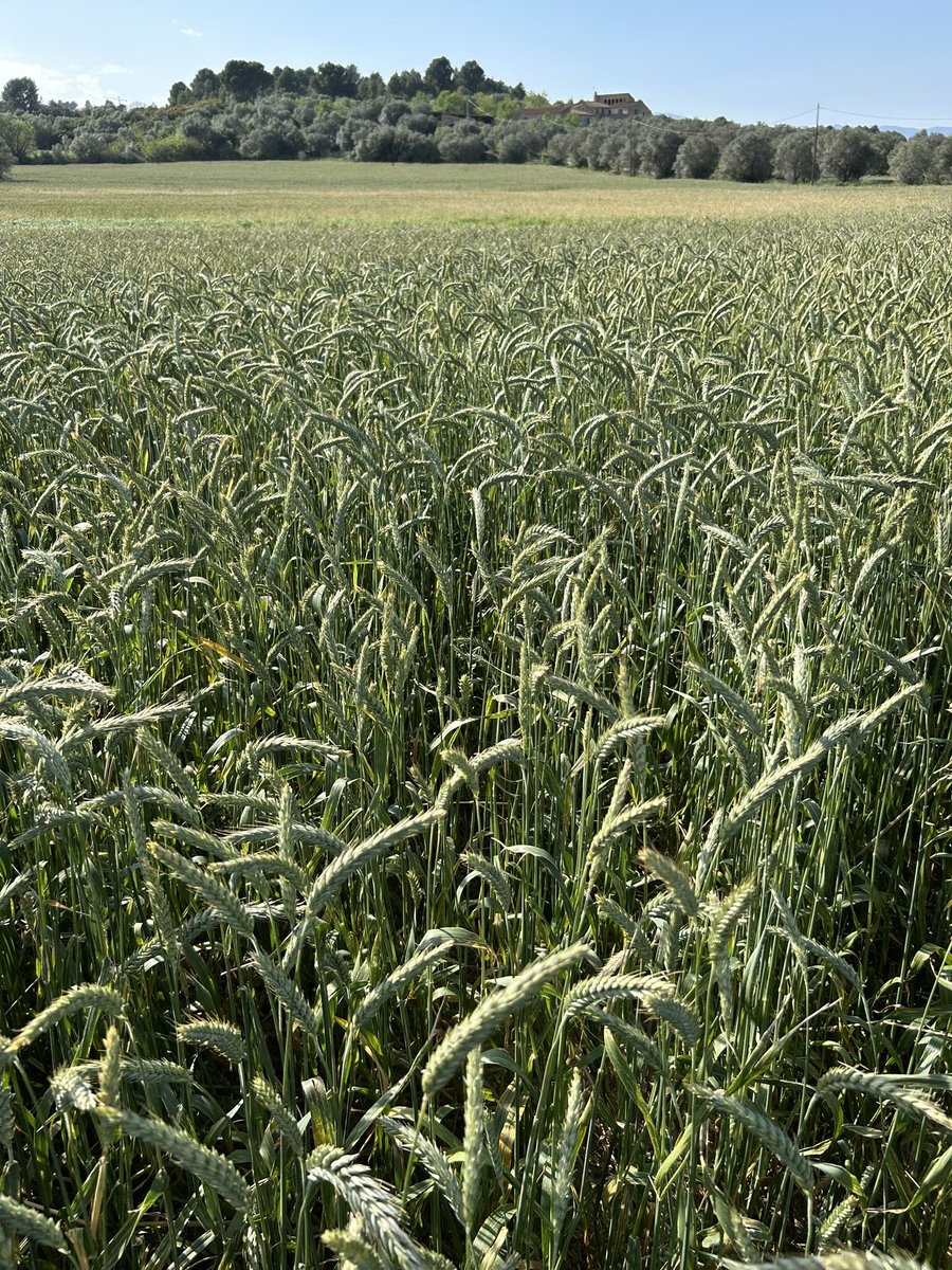 TeiaG2012's tweet photo. Rovell groc en triticale #AltEmpordà. Ha tingut fa unes setmanes les condicions per a la infecció i ara es veu així. #fongs #cereal https://t.co/yrL4QVMW9o