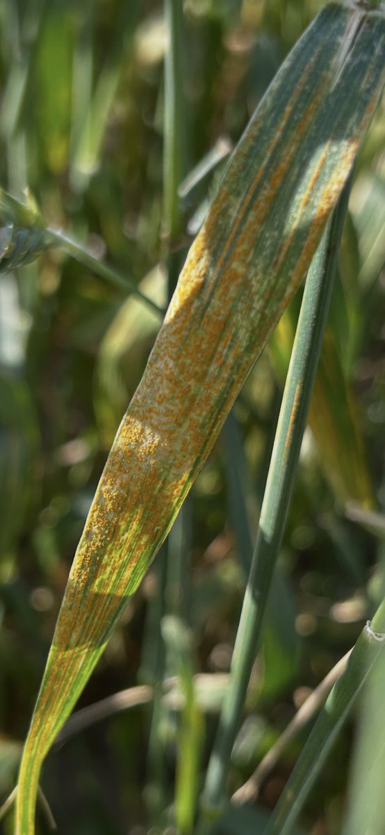 TeiaG2012's tweet photo. Rovell groc en triticale #AltEmpordà. Ha tingut fa unes setmanes les condicions per a la infecció i ara es veu així. #fongs #cereal https://t.co/yrL4QVMW9o