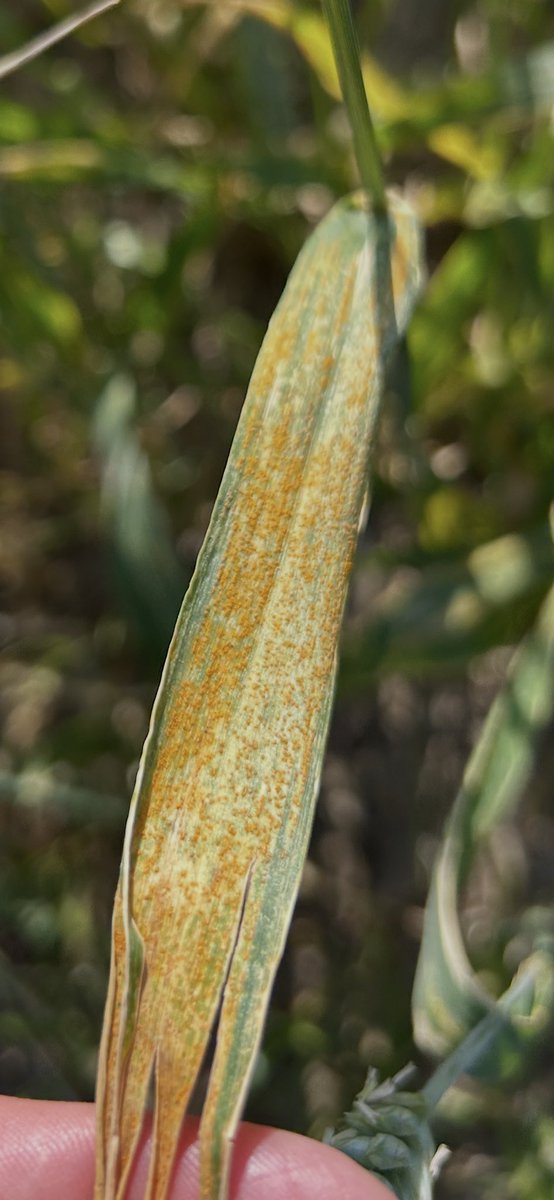 TeiaG2012's tweet photo. Rovell groc en triticale #AltEmpordà. Ha tingut fa unes setmanes les condicions per a la infecció i ara es veu així. #fongs #cereal https://t.co/yrL4QVMW9o