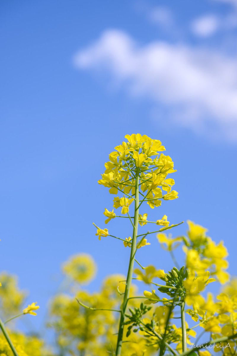 jun11aky's tweet photo. 鼻高展望花の丘
まだ菜の花がメインてすね！
ネモフィラはもう少し
#nikon #Z6III　#鼻高展望花の丘 https://t.co/2EjJDWbYMd