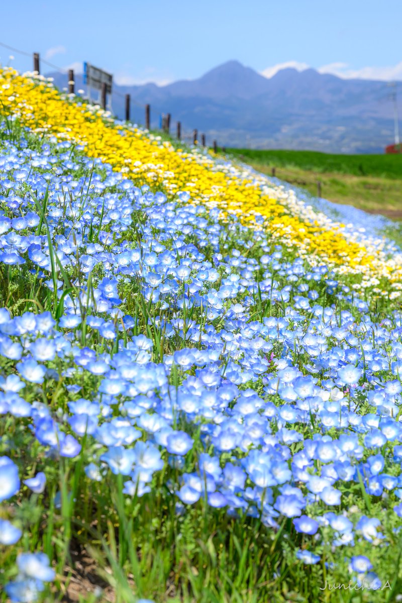 jun11aky's tweet photo. 鼻高展望花の丘
まだ菜の花がメインてすね！
ネモフィラはもう少し
#nikon #Z6III　#鼻高展望花の丘 https://t.co/2EjJDWbYMd