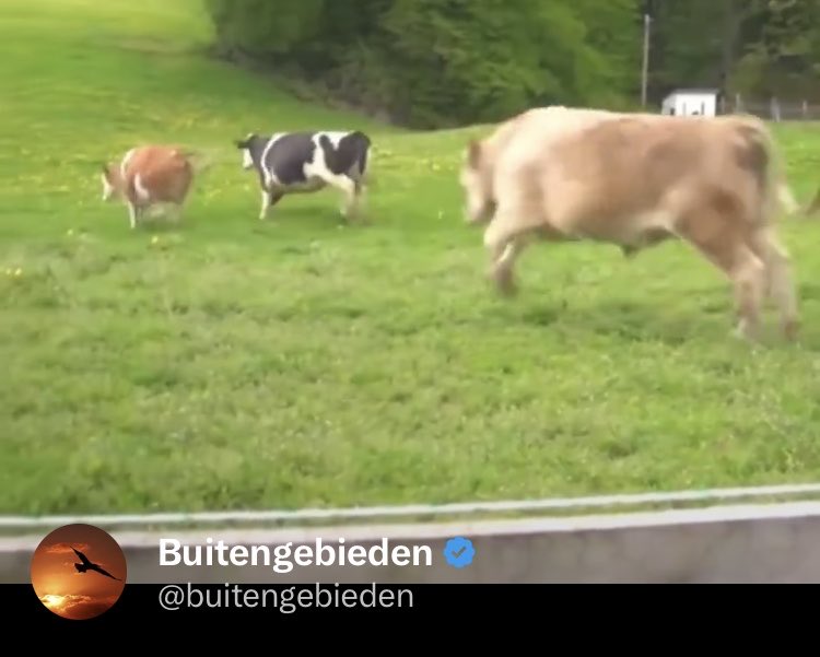 Imra bouwens tweet media