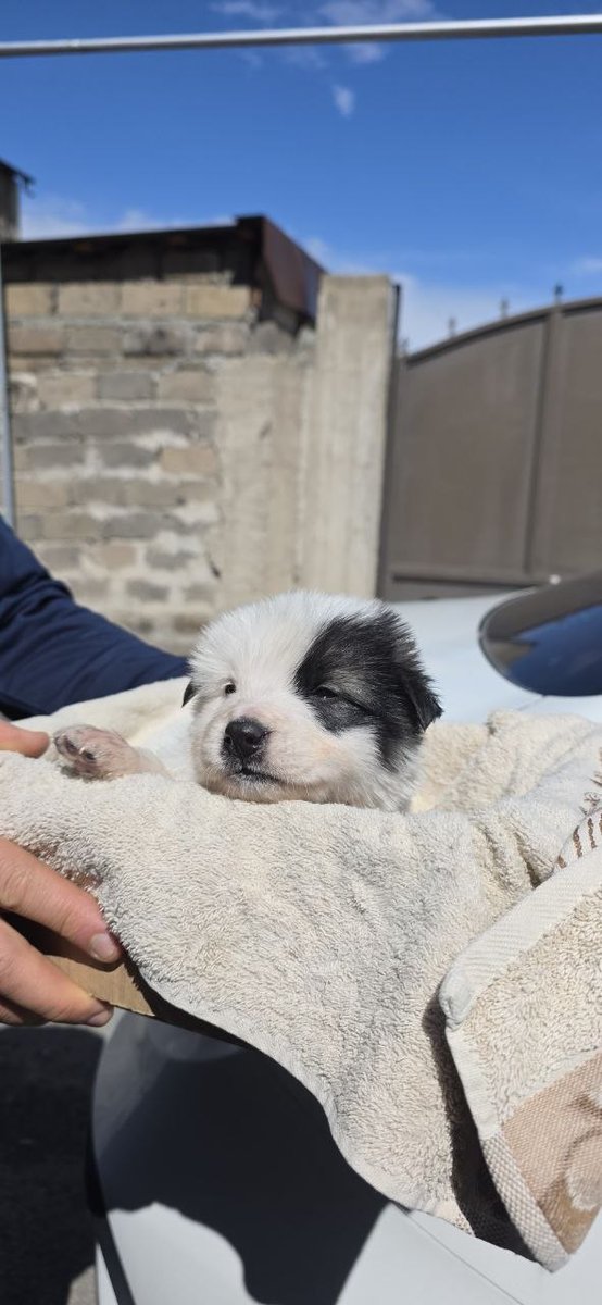 Դորին tweet media