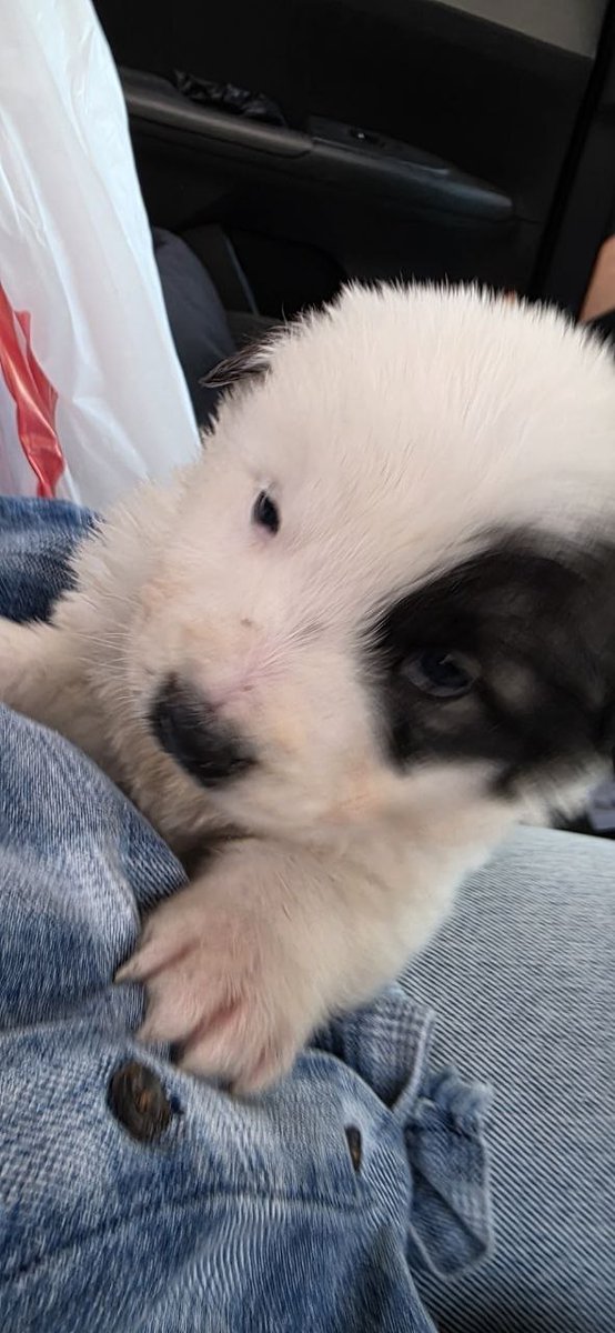 Դորին tweet media