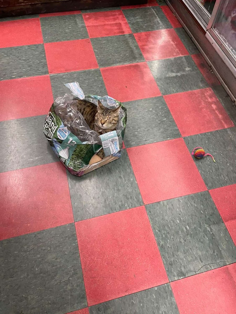 Bodega Cats tweet media