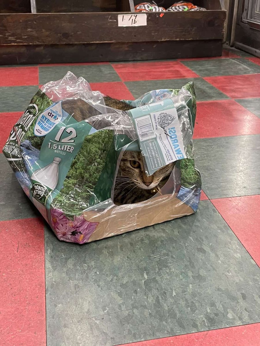 Bodega Cats tweet media