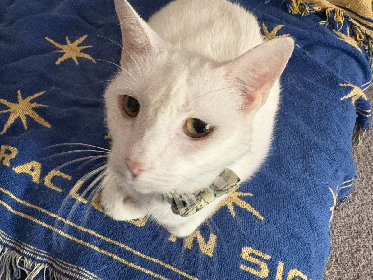 Paul Blart tweet media