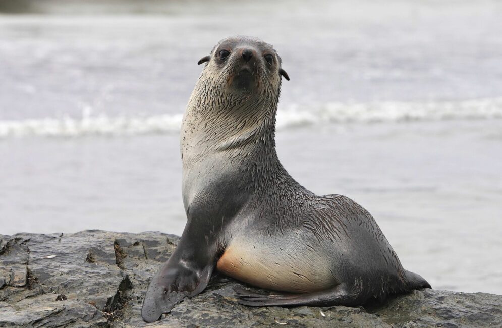 Pop Base tweet media