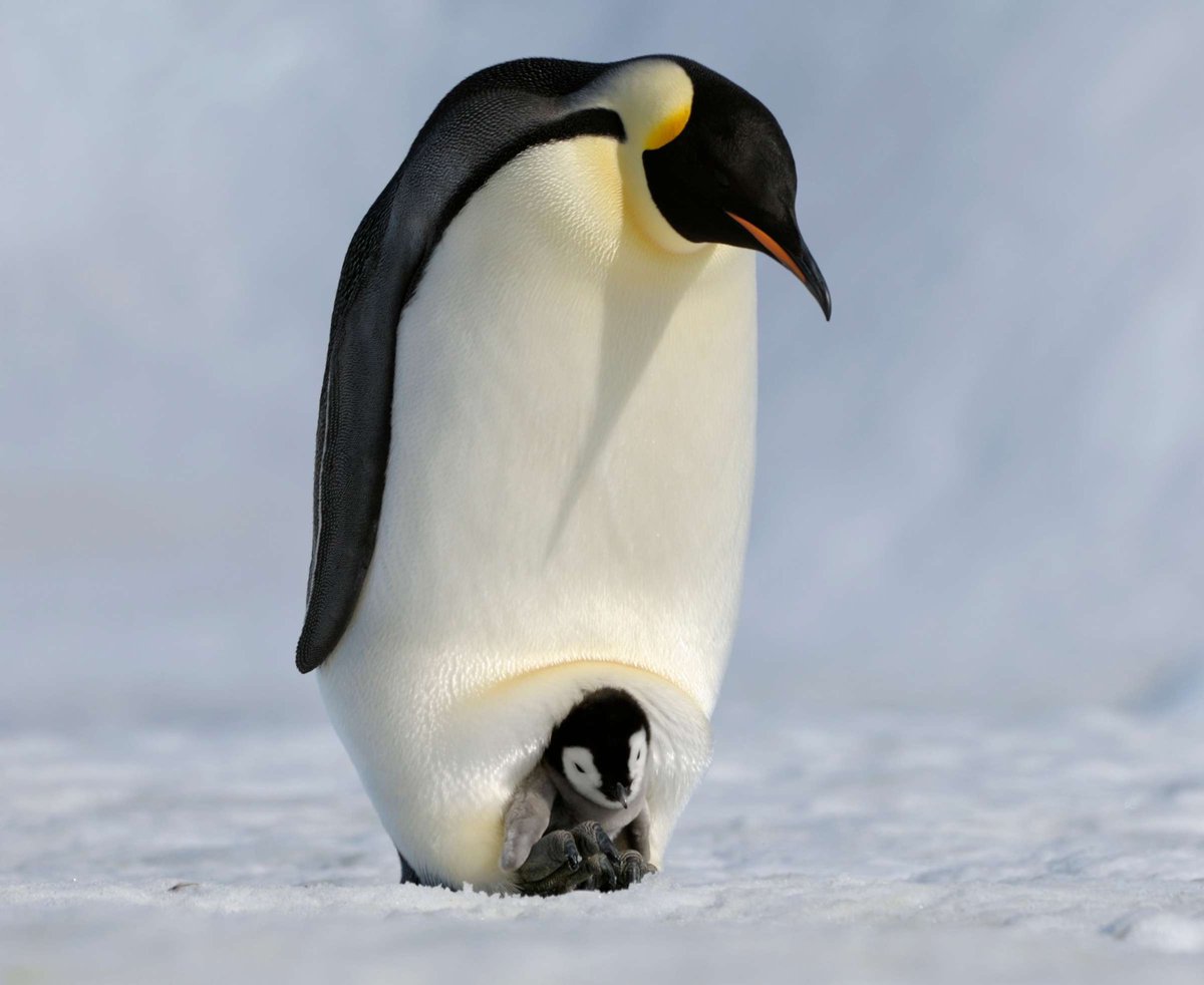 Pop Base tweet media