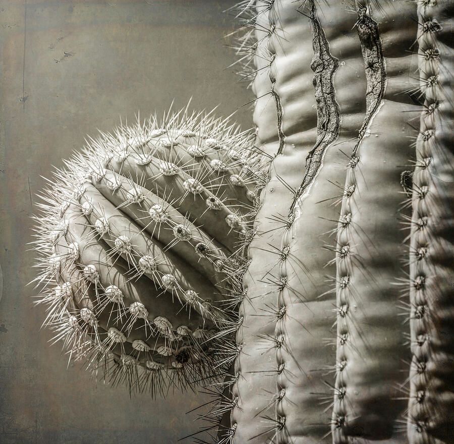 joancarroll's tweet photo. Close-Up of Cactus Textures! https://t.co/JErNiKAFuI #cactus #desert #closeup #spines #spiny #artistic #vintage #texture #nature #sharp #buyart #wallart #artforsale #artstore #travel #travelphotography #BuyIntoArt #AYearForArt #wallartforsale #giftideas @joancarroll https://t.co/nPQ6ZJzNP7