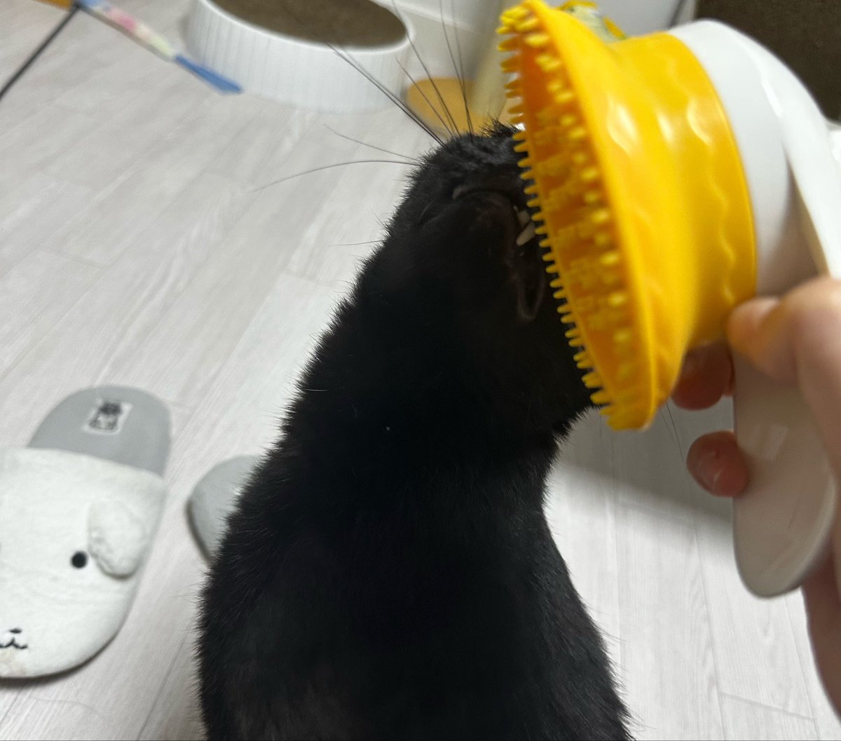 뚱이🐽 tweet media