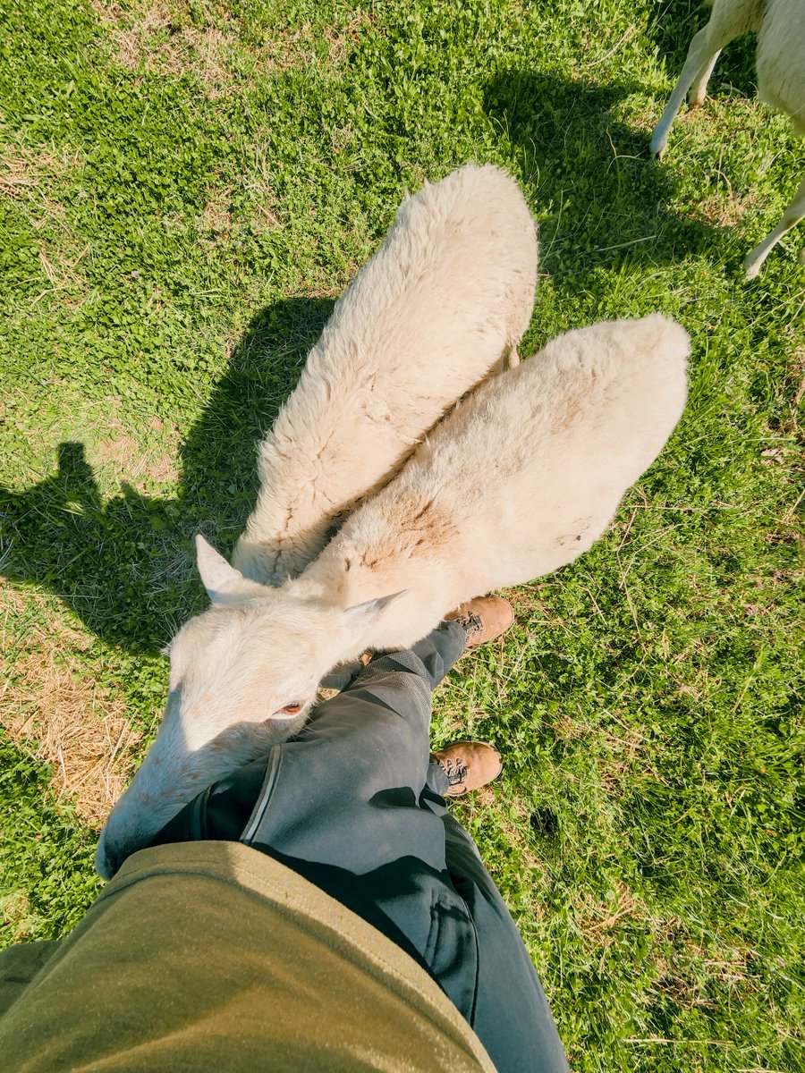 The Young Farmpreneur tweet media