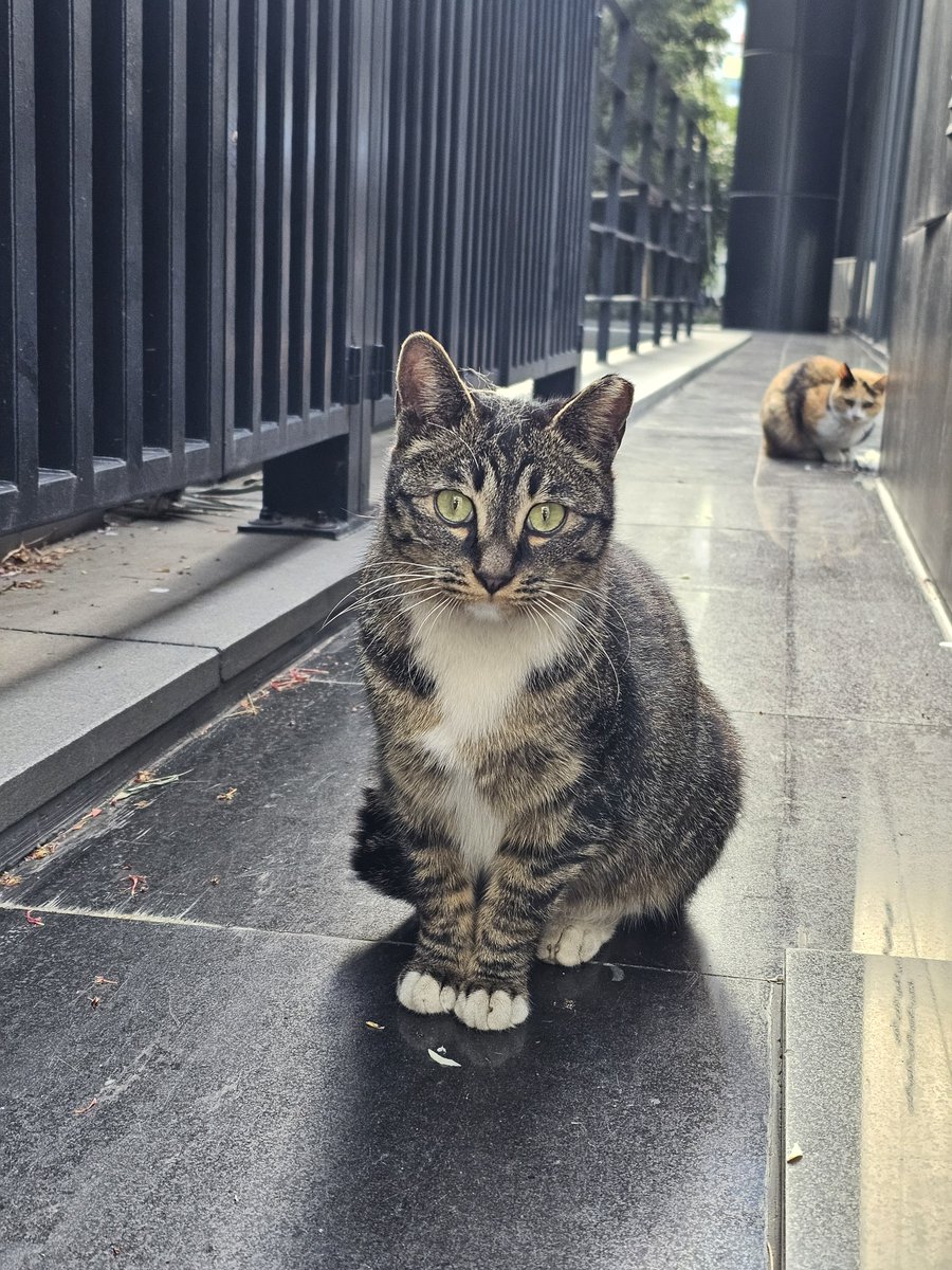 엔오🐯🪽 tweet media