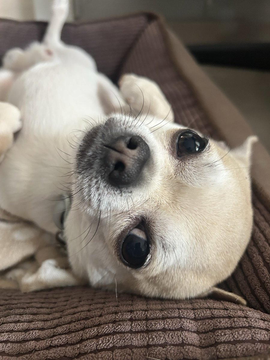 Òscar Ureña Serrano tweet media