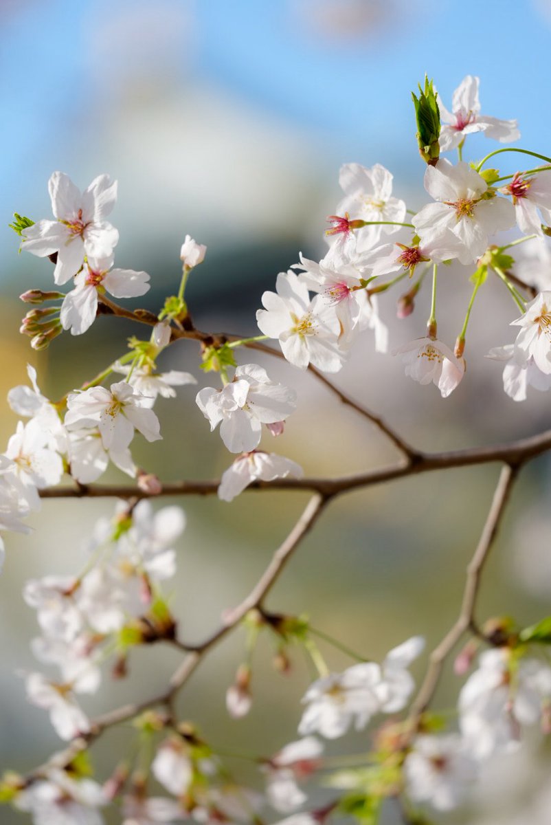 mitsu1805_'s tweet photo. ポスト忘れの先日の散歩
４月上旬の大阪城公園🏯

📸SONY ILCE-7M4
FE 70-200mm F4 Macro G OSS II 

#みつさんぽ
#大阪城公園
#ストリートスナップ
#写真好きさんと繋がりたい
#カメラ好きさんと繋がりたい https://t.co/595x0DpM5o