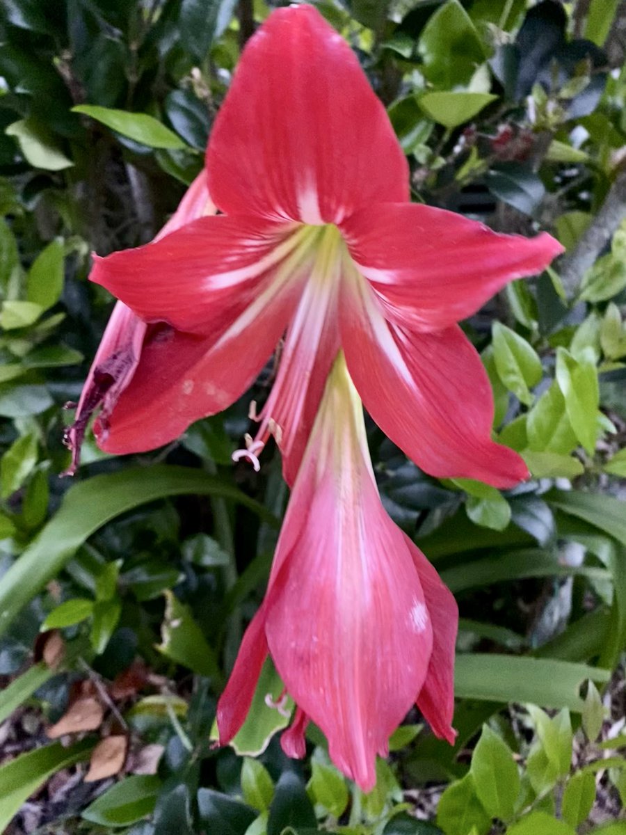 Jean Marie Carey tweet media